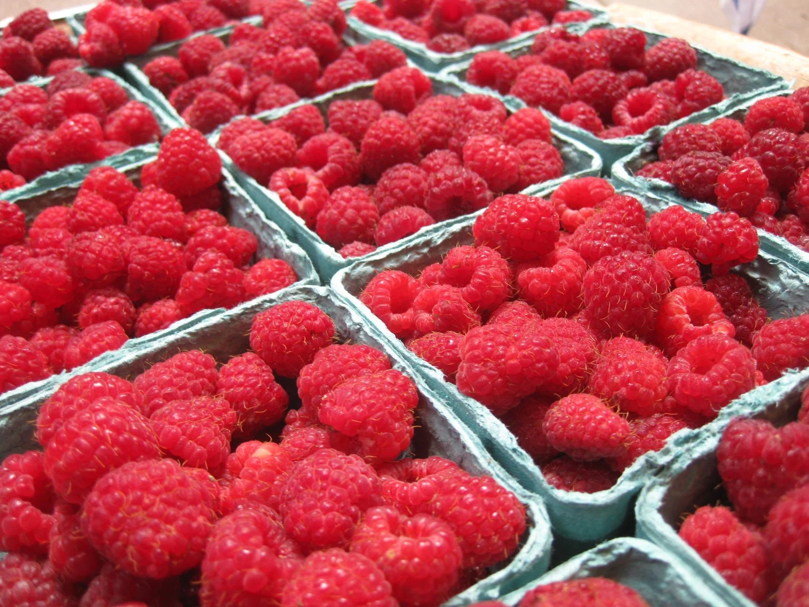 What We Grow | Organic Blueberries, Strawberries, and Raspberries
